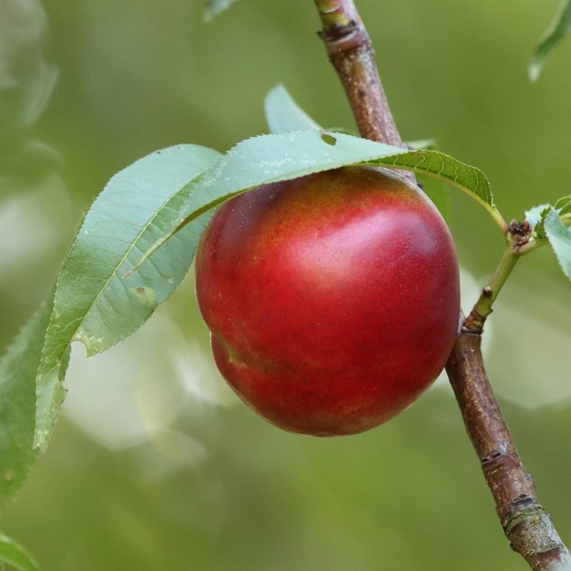 Nektarintræ Flavortop - Prunus Flavortop