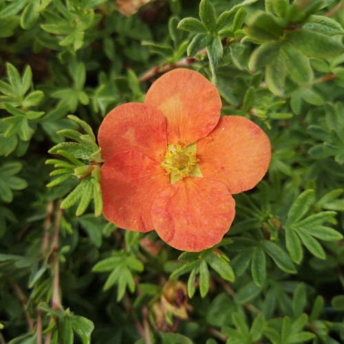 Buskpotentil Red Ace 15-30 cm. - Potentilla fruticosa Red Ace