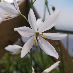 Edderkoppeurt - Anthericum liliago Fallax