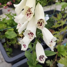 Fingerbøl Dalmatian White - Digitalis purpurea Dalmatian White