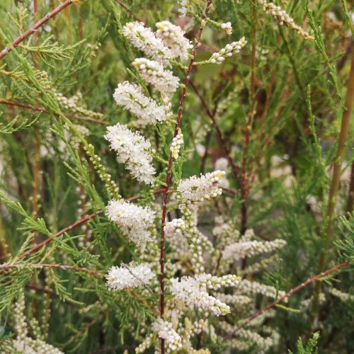 Lyngtræ - Hvid Tamarisk 40-80 cm. - Tamarix ramosissima Hulsdonk White