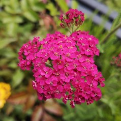 Røllike New Vintage Rose - Achillea millefolium New Vintage Rose