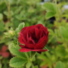 Staude Potentil Flamboyant - Potentilla cultorum Flamboyant