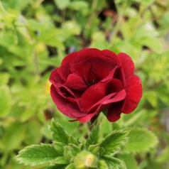 Staude Potentil Flamboyant - Potentilla cultorum Flamboyant