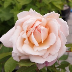 Rose Gruss An Aachen - Storblomstret Rose / Barrods