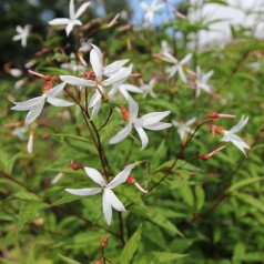 Sommerfugleblomst - Gillenia trifoliata