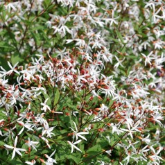 Sommerfugleblomst - Gillenia trifoliata