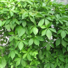 Klatrevildvin 40-60 cm. - Parthenocissus quinquefolia