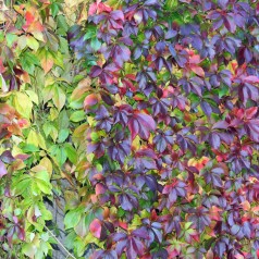 Klatrevildvin 40-60 cm. - Parthenocissus quinquefolia