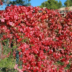 Klatrevildvin 40-60 cm. - Parthenocissus quinquefolia