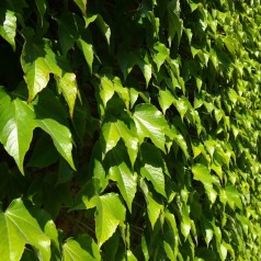 Rådhusvin 40-60 cm. - Parthenocissus tricuspidata Veitchii