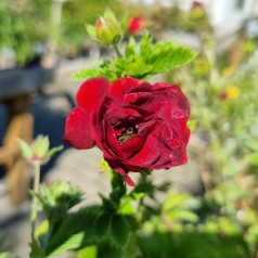 Staude Potentil Flamboyant - Potentilla cultorum Flamboyant