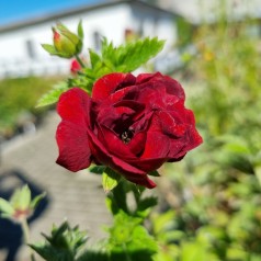 Staude Potentil Flamboyant - Potentilla cultorum Flamboyant