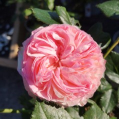 Rose Willestrup (Eden Rose)...