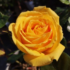 Rose The Girl from Yesterday - Buketrose Plant'n Relax