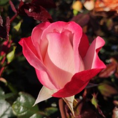 Rose Nostalgie / Storblomstret Rose