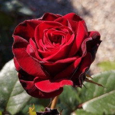 Rose Fall in love again - Buketrose Plant'n Relax