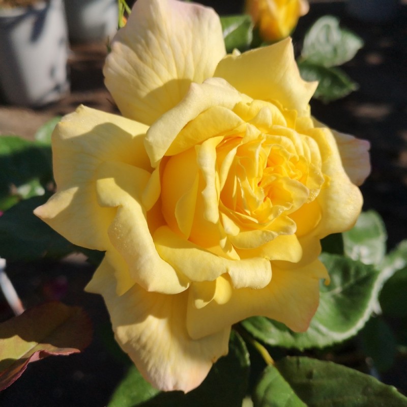 Rose Chinatown - Slyngrose