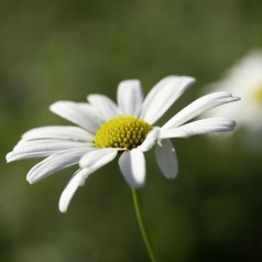 Marguerit Maikönigin - Leucanthemum vulgare Maikönigin