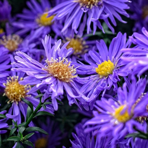 Pudeasters Early Blue - Aster dumosus Early Blue