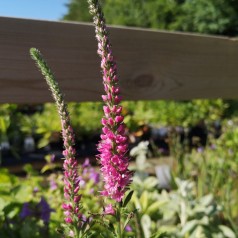 Aks-Ærenpris Anniversary Rose - Veronica spicata Anniversary Rose