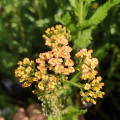 Røllike Milly Rock® Yellow-Terracotta - Achillea millefolium Milly Rock Yellow-Terracotta