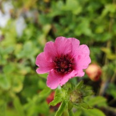 Indisk Potentil Miss Willmott - Potentilla nepalensis Miss Willmott