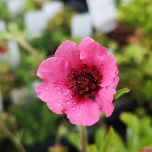 Indisk Potentil Miss Willmott - Potentilla nepalensis Miss Willmott