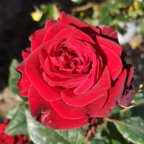 Rose Fall in love again - Buketrose Plant'n Relax