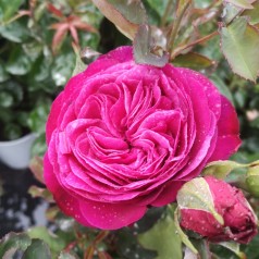 Rose Heidi Klum - Buketrose