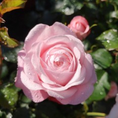 Rose Inner Wheel Forever - Buketrose Plant'n Relax