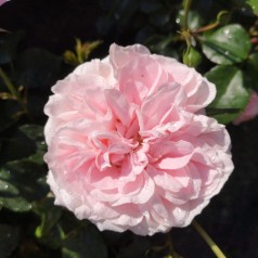 Rose Inner Wheel Forever - Buketrose Plant'n Relax