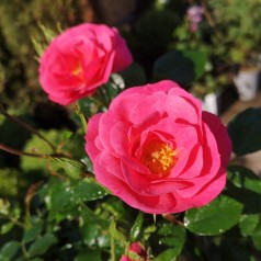 Rose Just You And Me - Buketrose Plant'n Relax