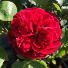 Rose L.D. Braithwaite - Engelsk Rose