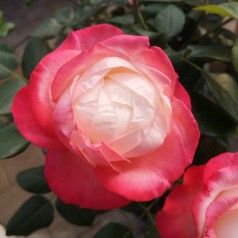 Rose Nostalgie / Storblomstret Rose