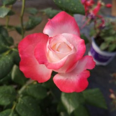 Rose Nostalgie / Storblomstret Rose