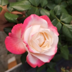 Rose Nostalgie på 60 cm. stamme - Storblomstret Rose