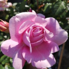 Rose Our last summer - Slyngrose Plant'n Relax