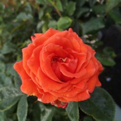 Rose Prinsesse Marie - Storblomstret Rose