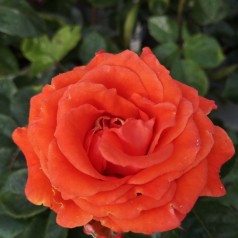 Rose Prinsesse Marie - Storblomstret Rose