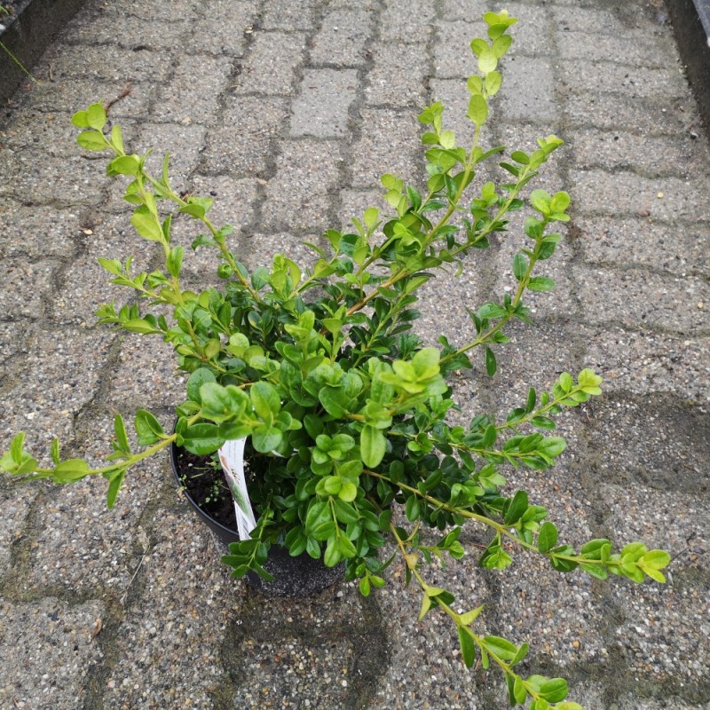 Buksbom Faulkner 25-30 cm. - Buxus microphylla Faulkner