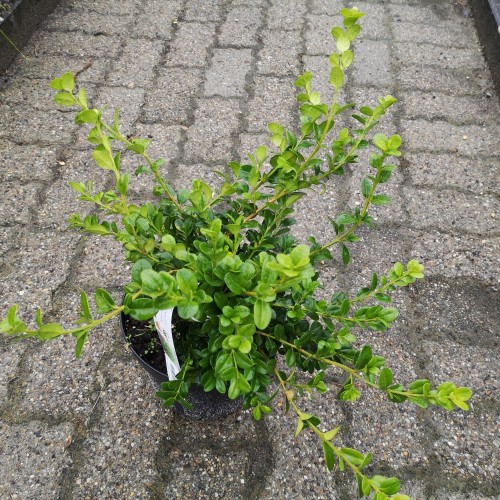 Buksbom Faulkner 25-30 cm. - Buxus microphylla Faulkner