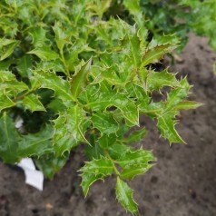 Kristtorn Alaska 20-40 cm. - Ilex aquifolium Alaska