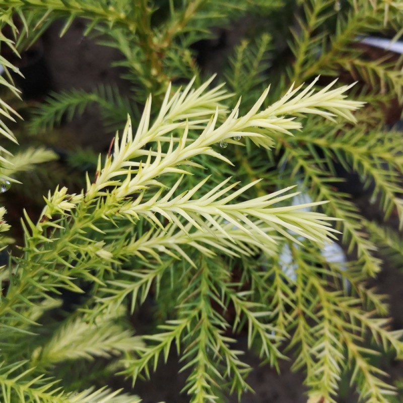 Kryptomeria Sekkan 30-60 cm. - Cryptomeria japonica Sekkan