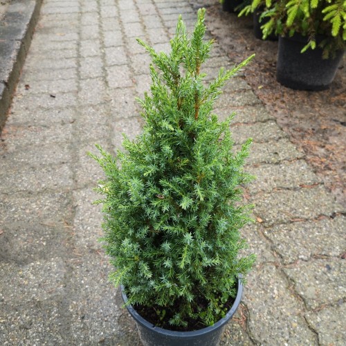 Søjleene Compressa 30-50 cm. - Juniperus communis Compressa