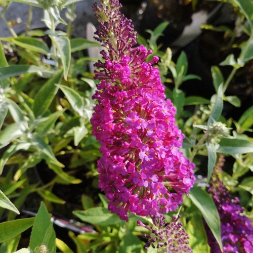 Dværg Sommerfuglebusk Pink Purple 15-40 cm. - Buddleja davidii Buzz Pink Purple