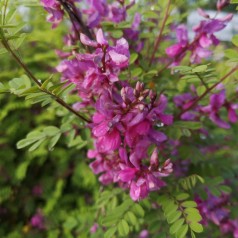 Himalaya indigo 40-70 cm. - Indigofera heterantha (gerardiana)