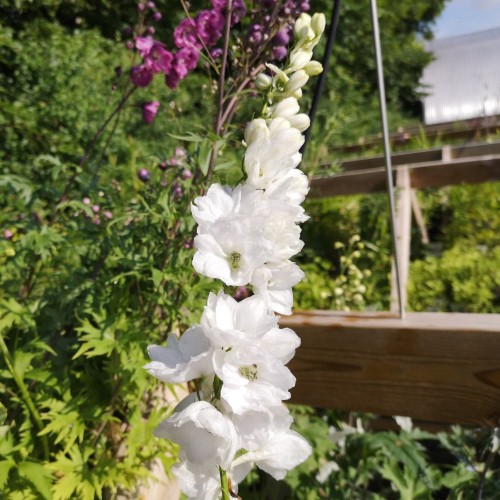 Ridderspore Galahad - Delphinium pacific Galahad