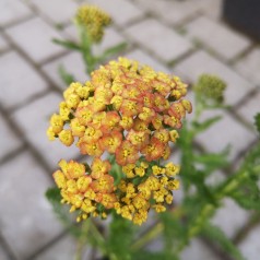 Røllike Milly Rock® Yellow-Terracotta - Achillea millefolium Milly Rock Yellow-Terracotta