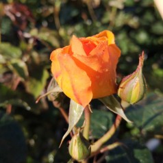 Rose Friendship forever - Buketrose Plant'n Relax